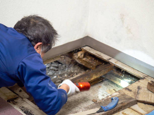 Best Mold Cleaning Services  in Premont, TX