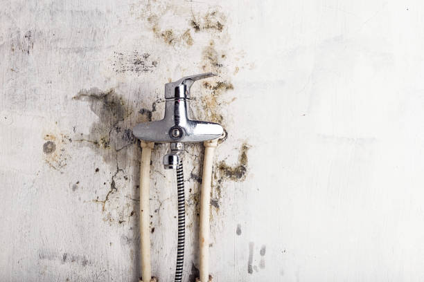 Office Mold Removal Services in Premont, TX