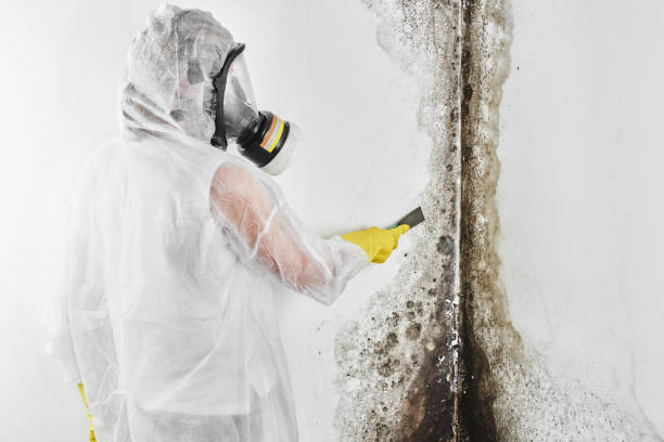 Mold Removal Process in Premont, TX