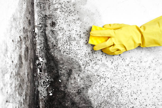 Best Attic Mold Removal  in Premont, TX