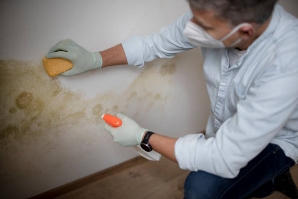 Best Home Mold Removal  in Premont, TX