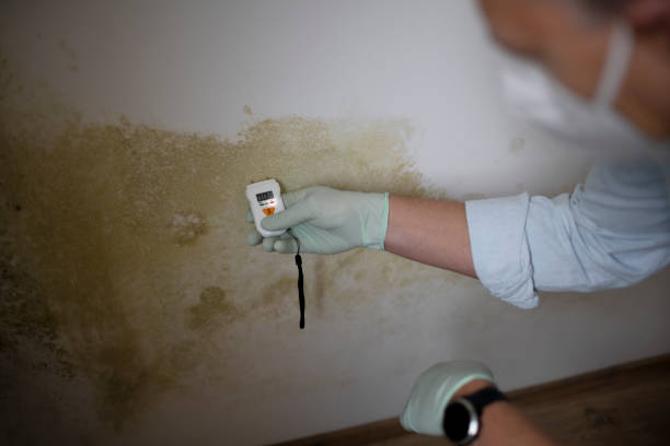 Best Office Mold Removal Services  in Premont, TX
