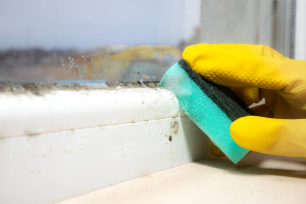 Best Fast Mold Removal  in Premont, TX