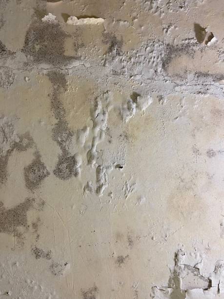 Best Attic Mold Removal  in Premont, TX