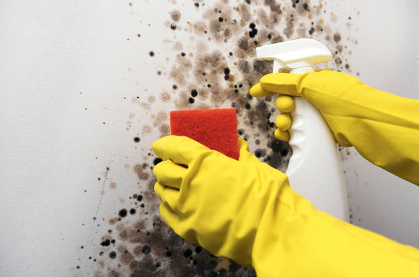 Best Black Mold Removal  in Premont, TX