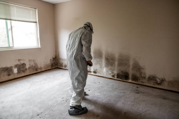 Best Professional Mold Removal  in Premont, TX