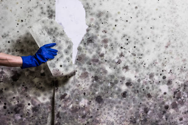 Home Mold Removal in Premont, TX