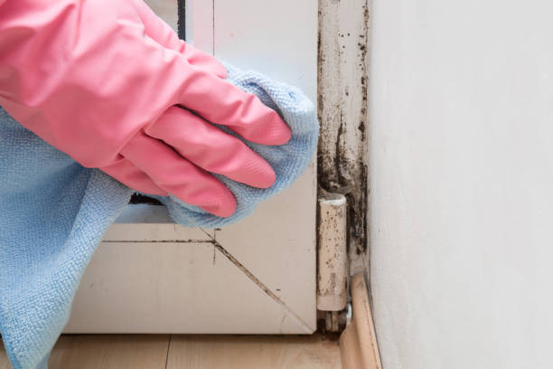 Best Residential Mold Removal  in Premont, TX