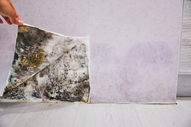 Best Best Mold Removal Companies  in Premont, TX